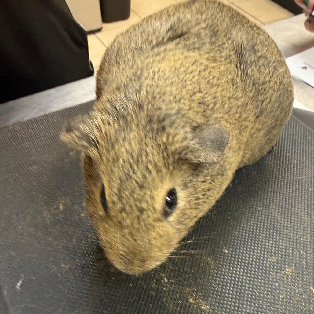 Enlarge Garlic, a Adoptable Guinea Pig in Birmingham, AL image 1/1