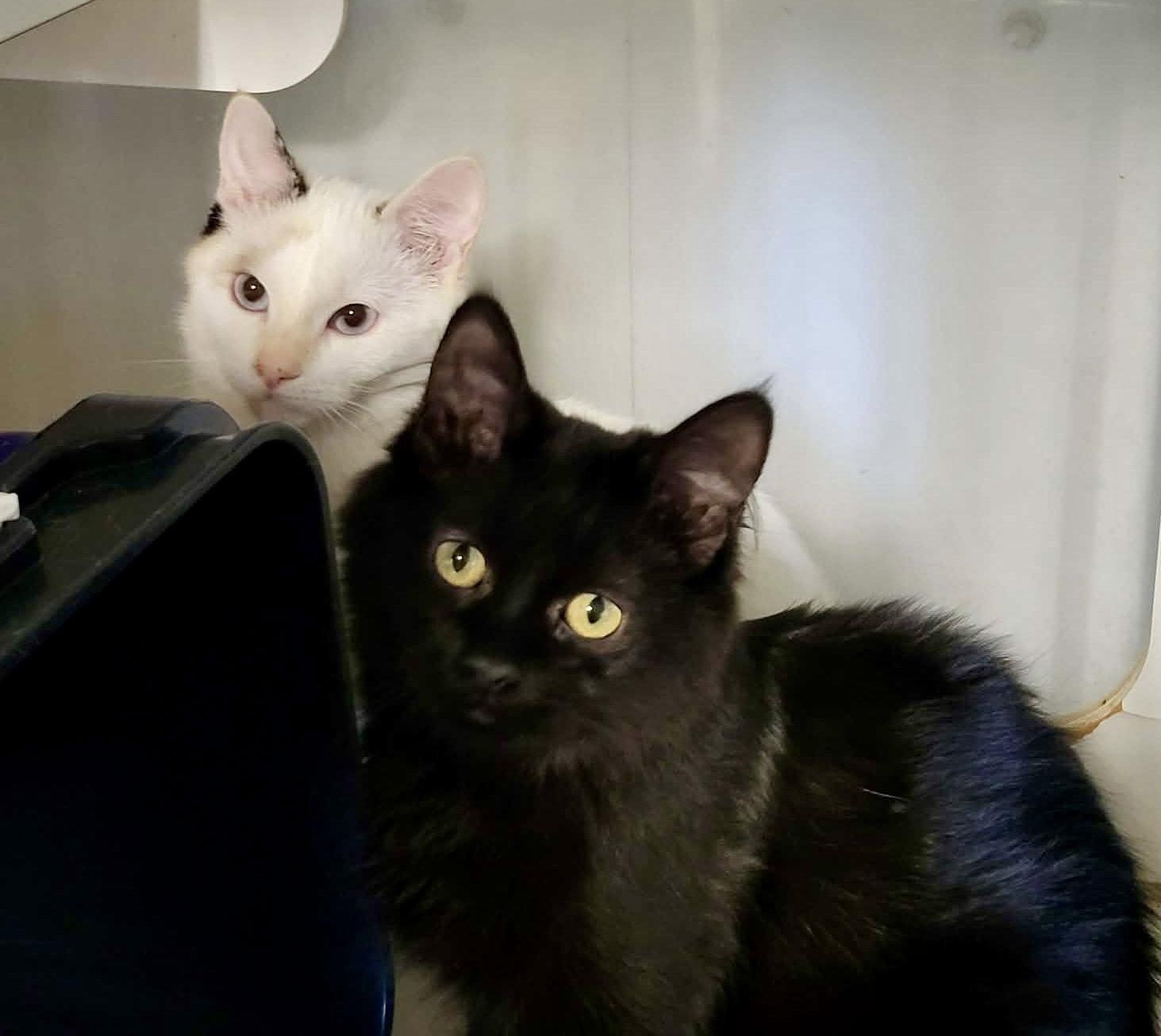 Bellona, Adopted, Young Female Domestic Medium Hair.