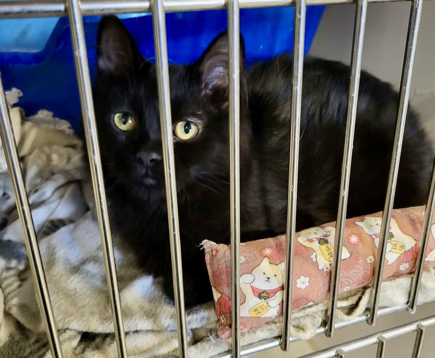 Enlarge Bellona, a Adopted Domestic Medium Hair in Detroit Lakes, MN image 2/3