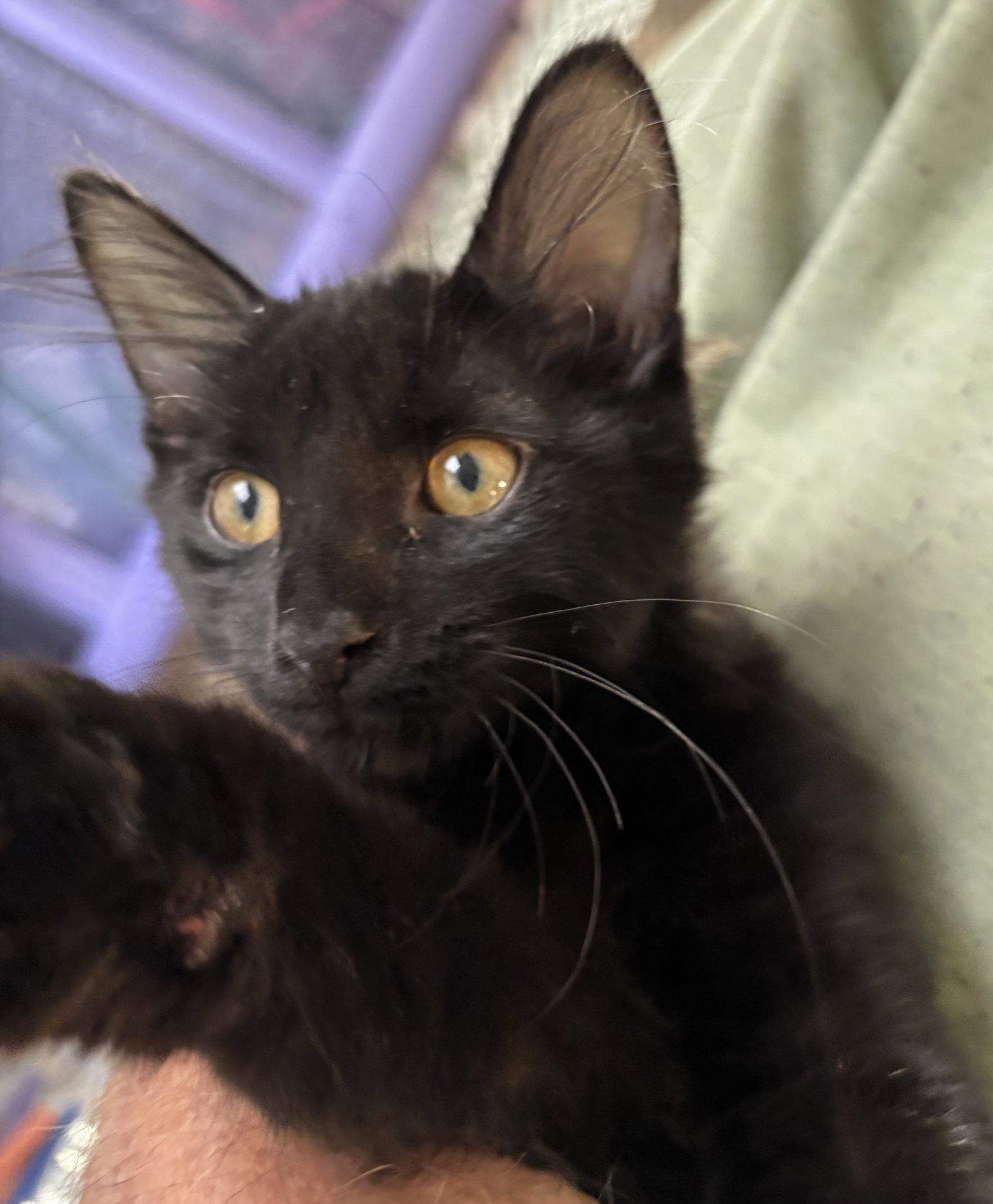 Polly, Adoptable, Kitten Female Domestic Short Hair.