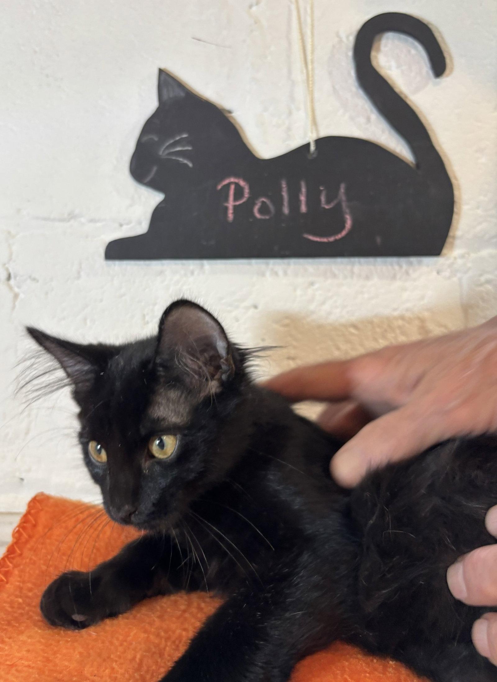 Polly, a Adoptable Domestic Short Hair in Wheaton, IL image 2/3