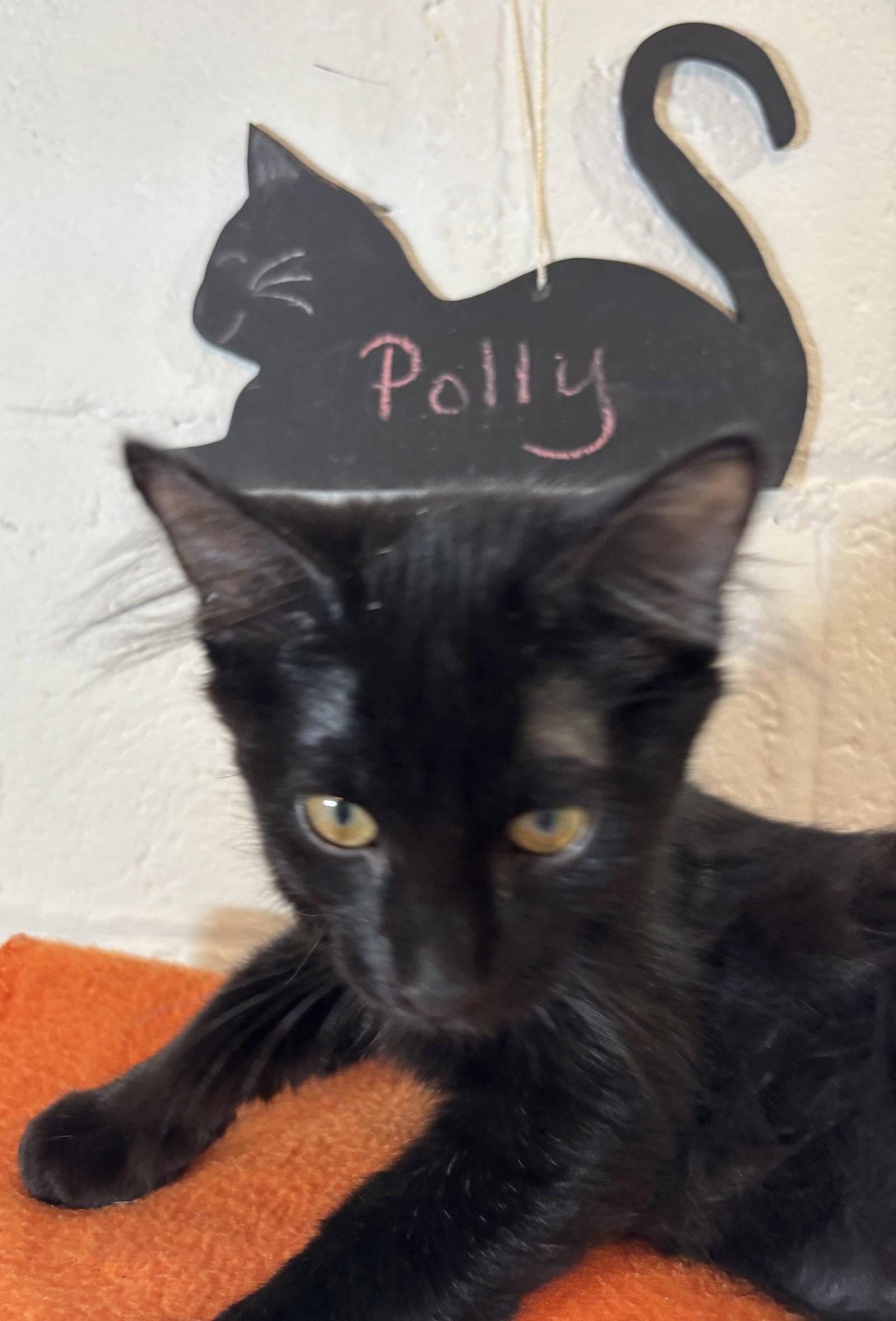 Polly, a Adoptable Domestic Short Hair in Wheaton, IL image 3/3