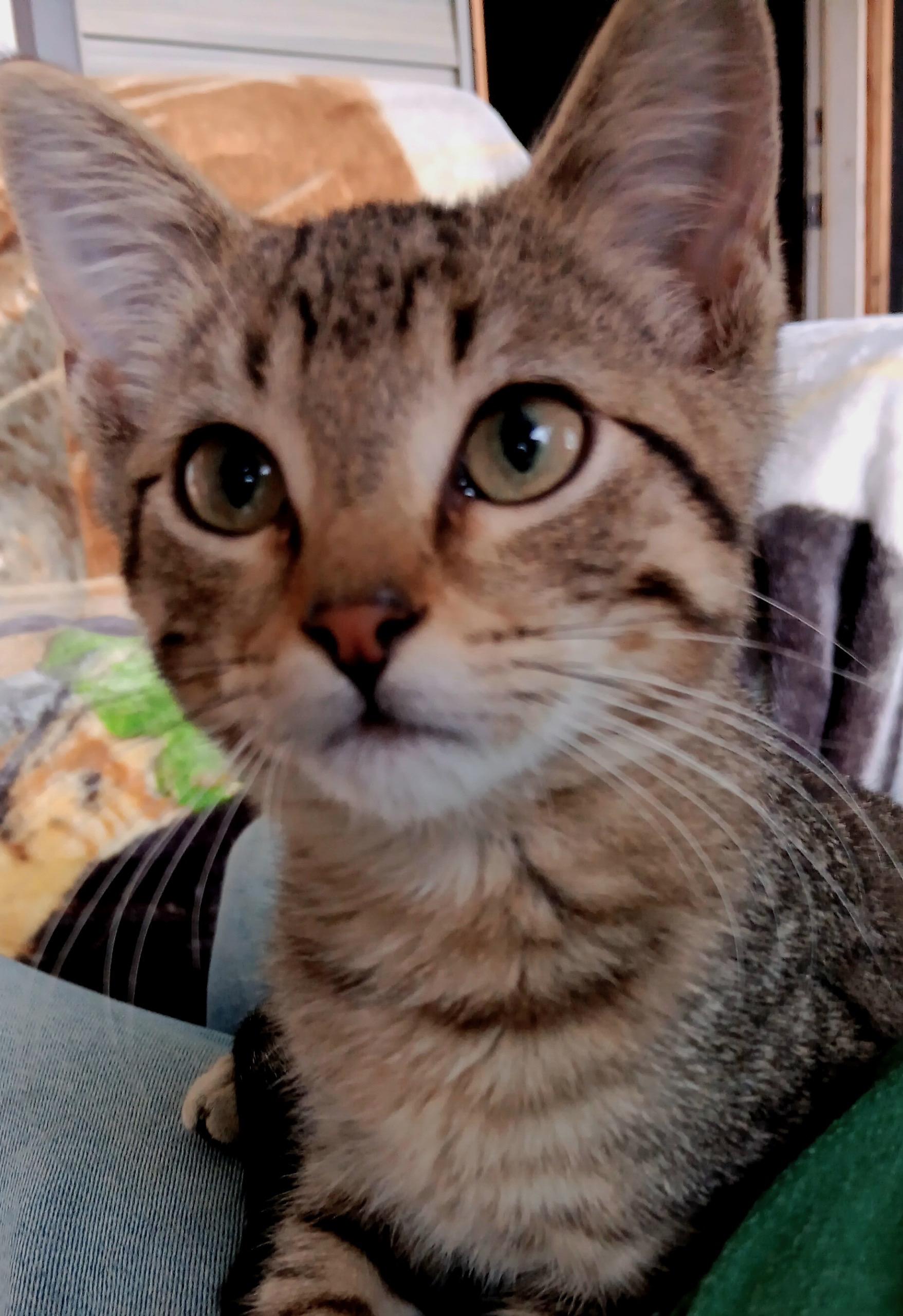 Enlarge Coffee, a Adoptable mixed breed in Belvidere, IL image 1/3