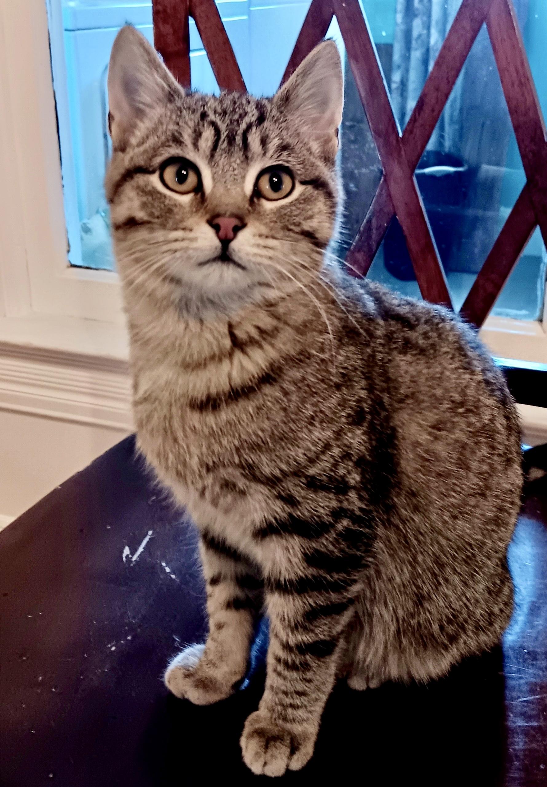 Enlarge Coffee, a Adoptable mixed breed in Belvidere, IL image 2/3