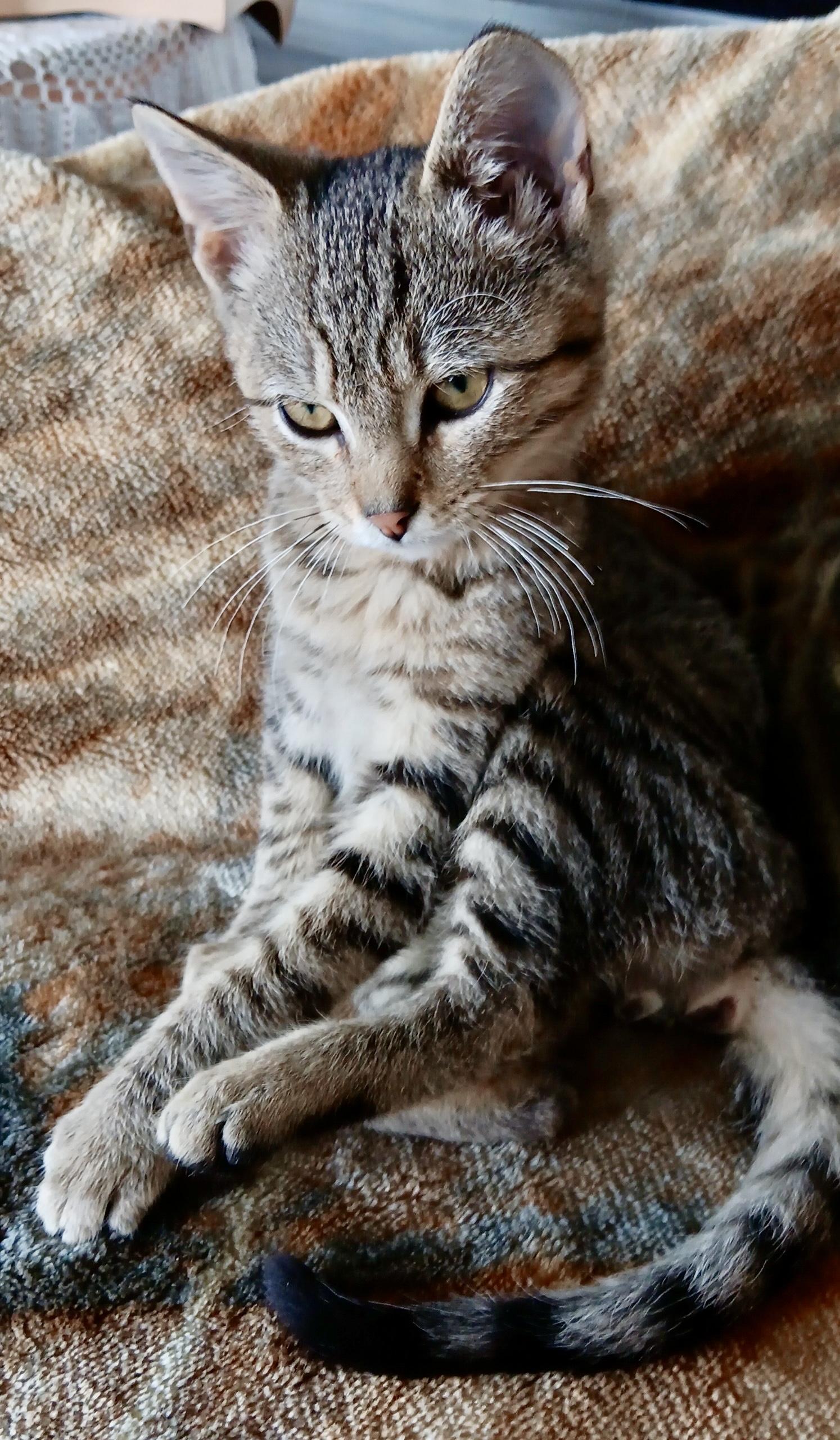 Enlarge Coffee, a Adoptable mixed breed in Belvidere, IL image 3/3