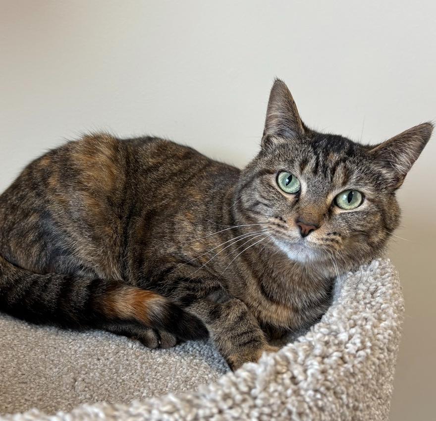 Enlarge Ginny ~ $0 Adopt Fee! Longest Feline Resident!, a Adoptable Domestic Short Hair in Rochester, IN image 1/2