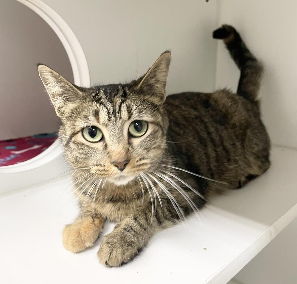 Enlarge Ginny ~ $0 Adopt Fee! Longest Feline Resident!, a Adoptable Domestic Short Hair in Rochester, IN image 2/2