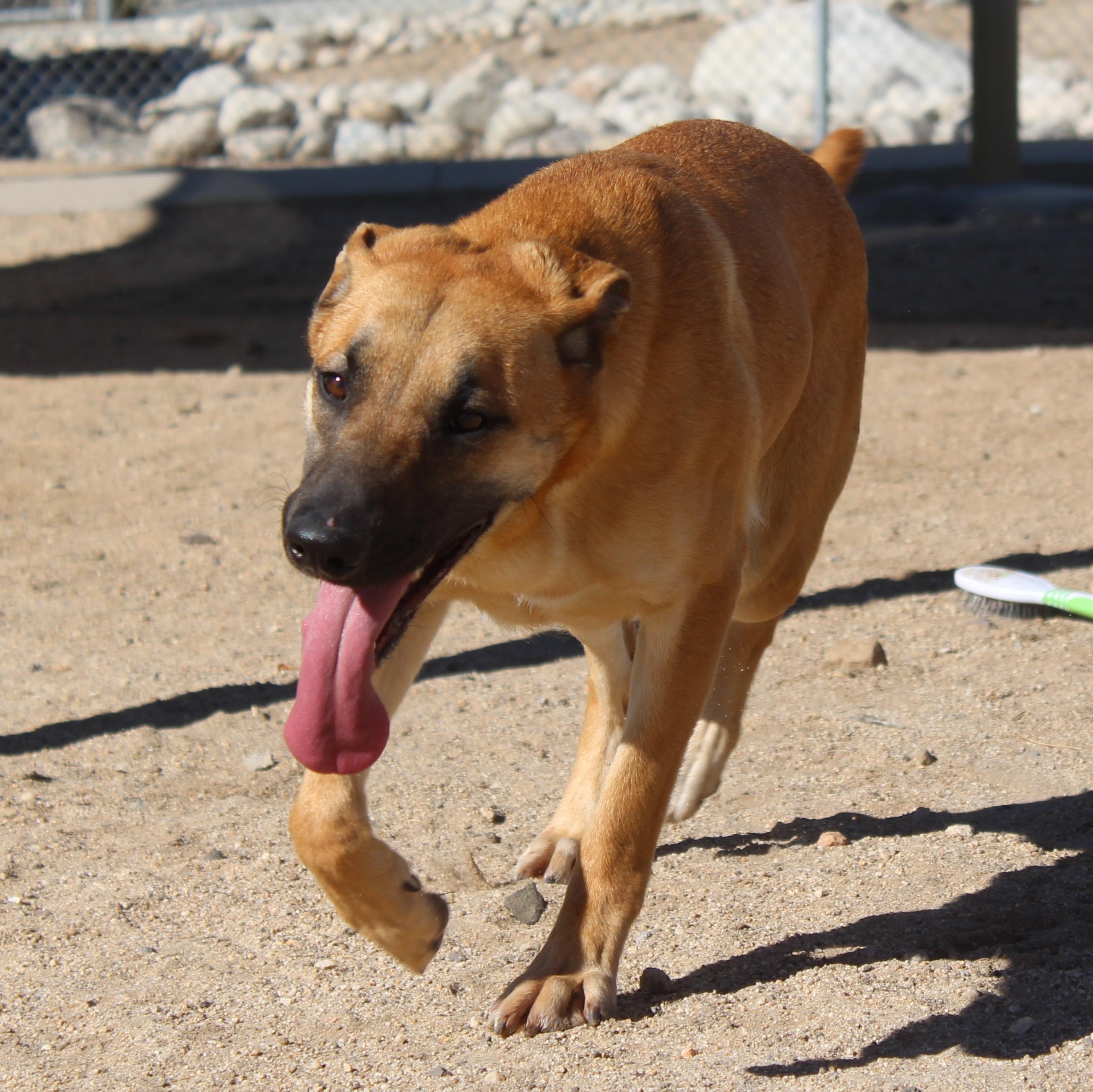 Enlarge Cassie, an adoptable mixed breed in Yucca Valley, CA image 1/6