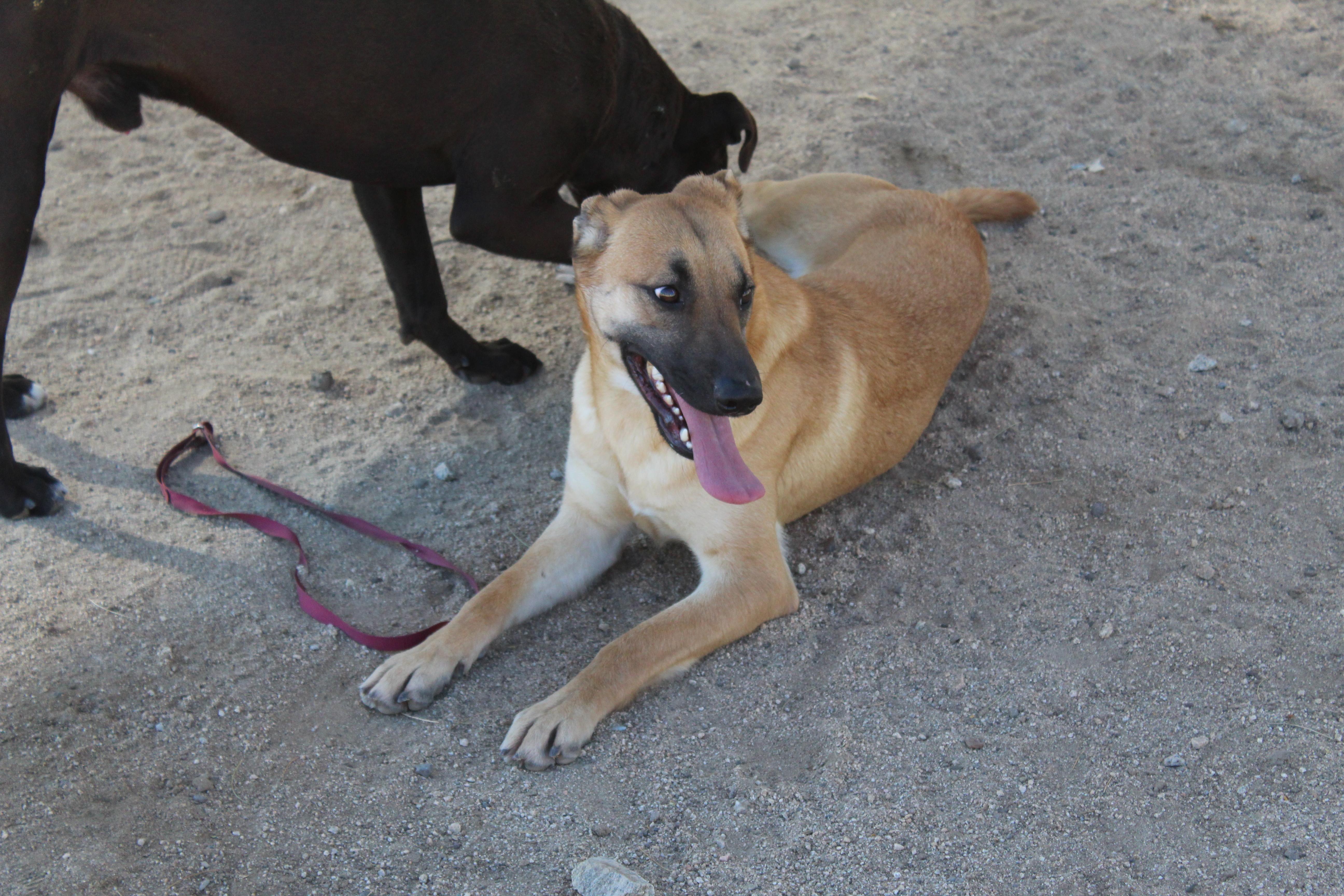 Enlarge Cassie, an adoptable mixed breed in Yucca Valley, CA image 5/6