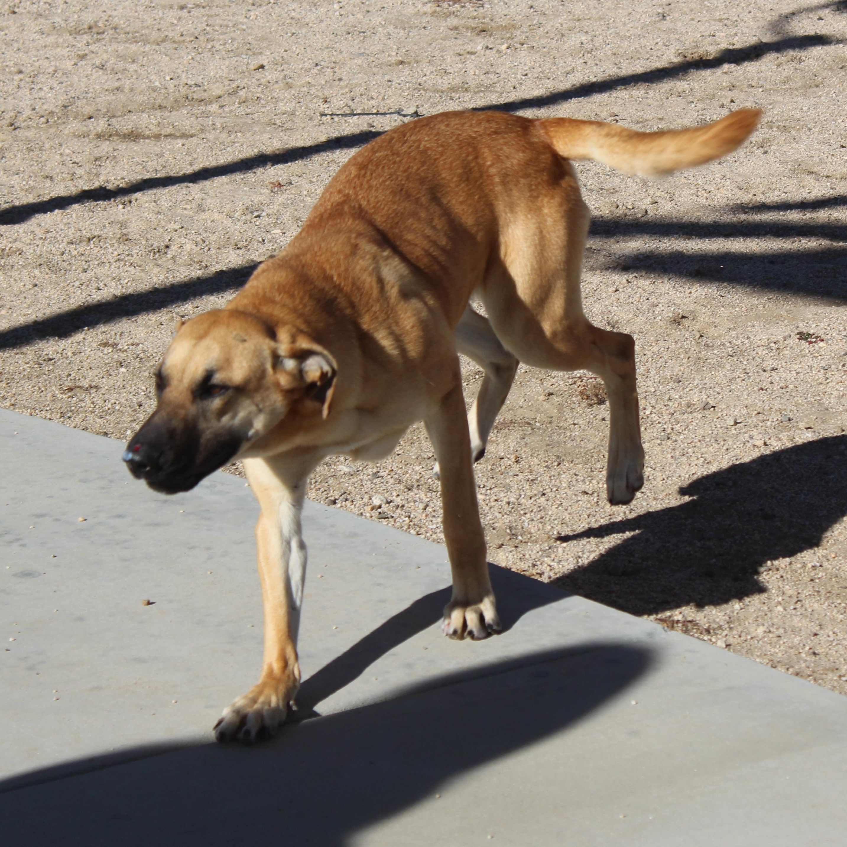 Enlarge Cassie, an adoptable mixed breed in Yucca Valley, CA image 3/6