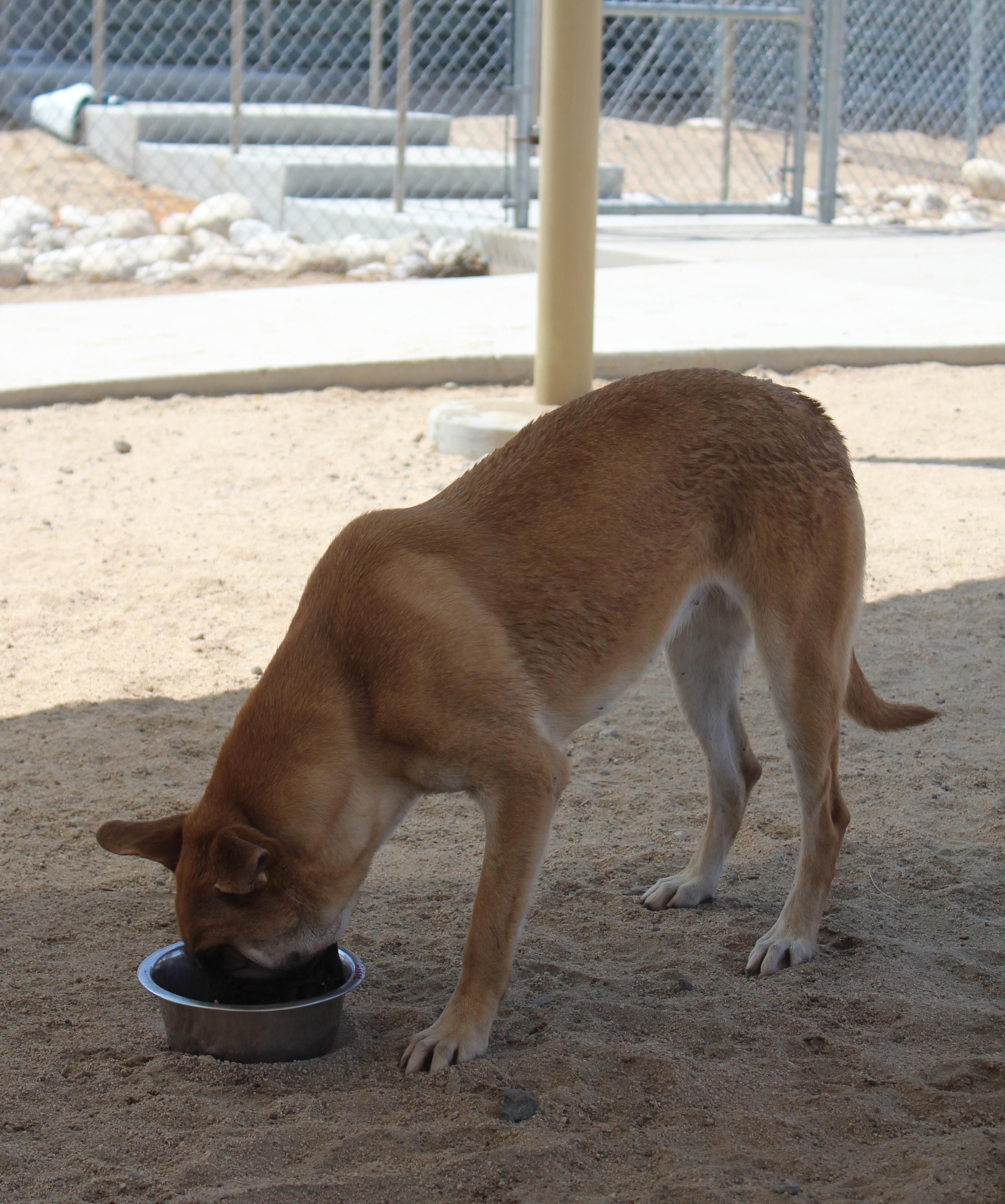 Enlarge Cassie, an adoptable mixed breed in Yucca Valley, CA image 3/6