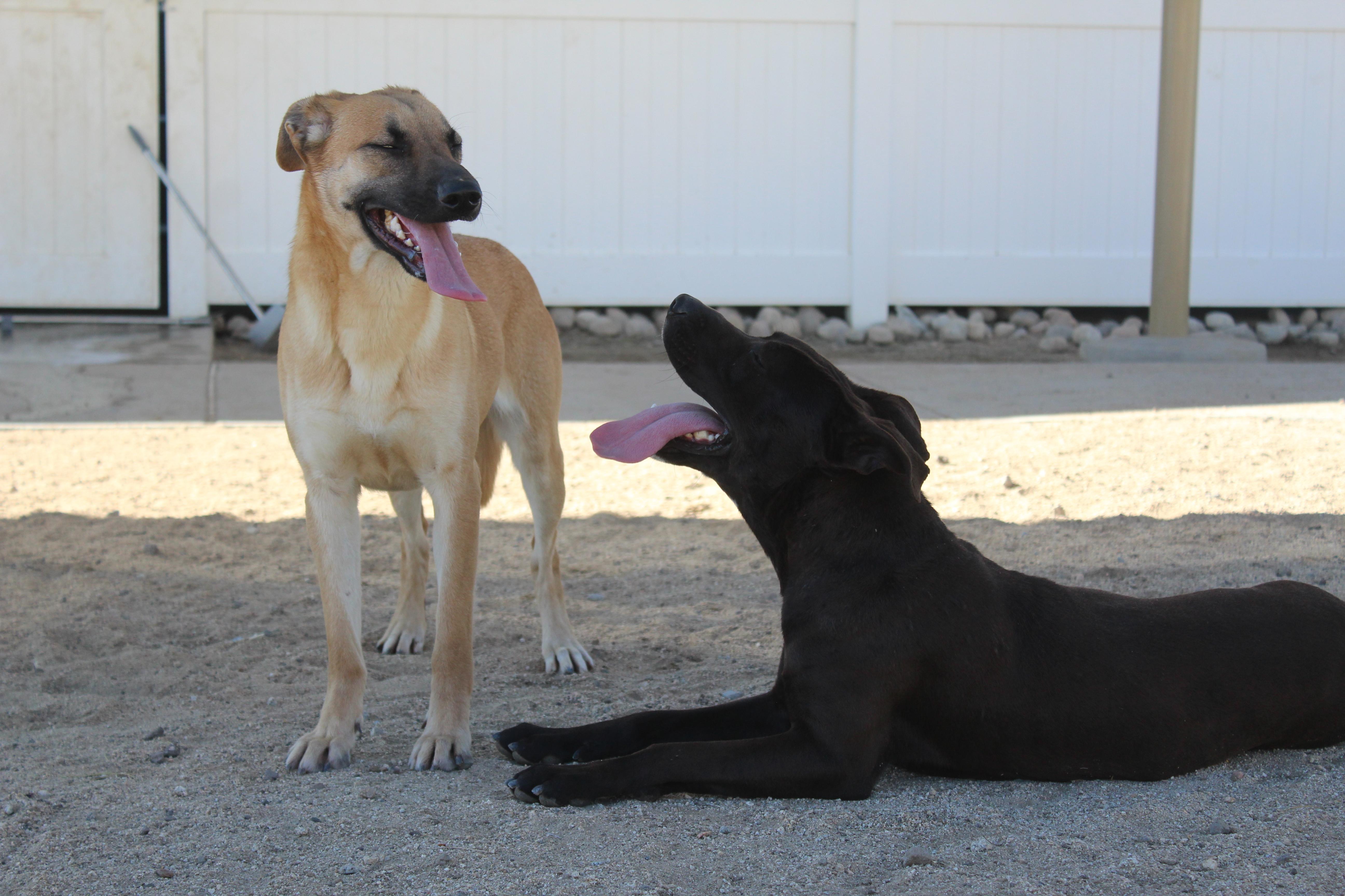 Enlarge Cassie, an adoptable mixed breed in Yucca Valley, CA image 4/6