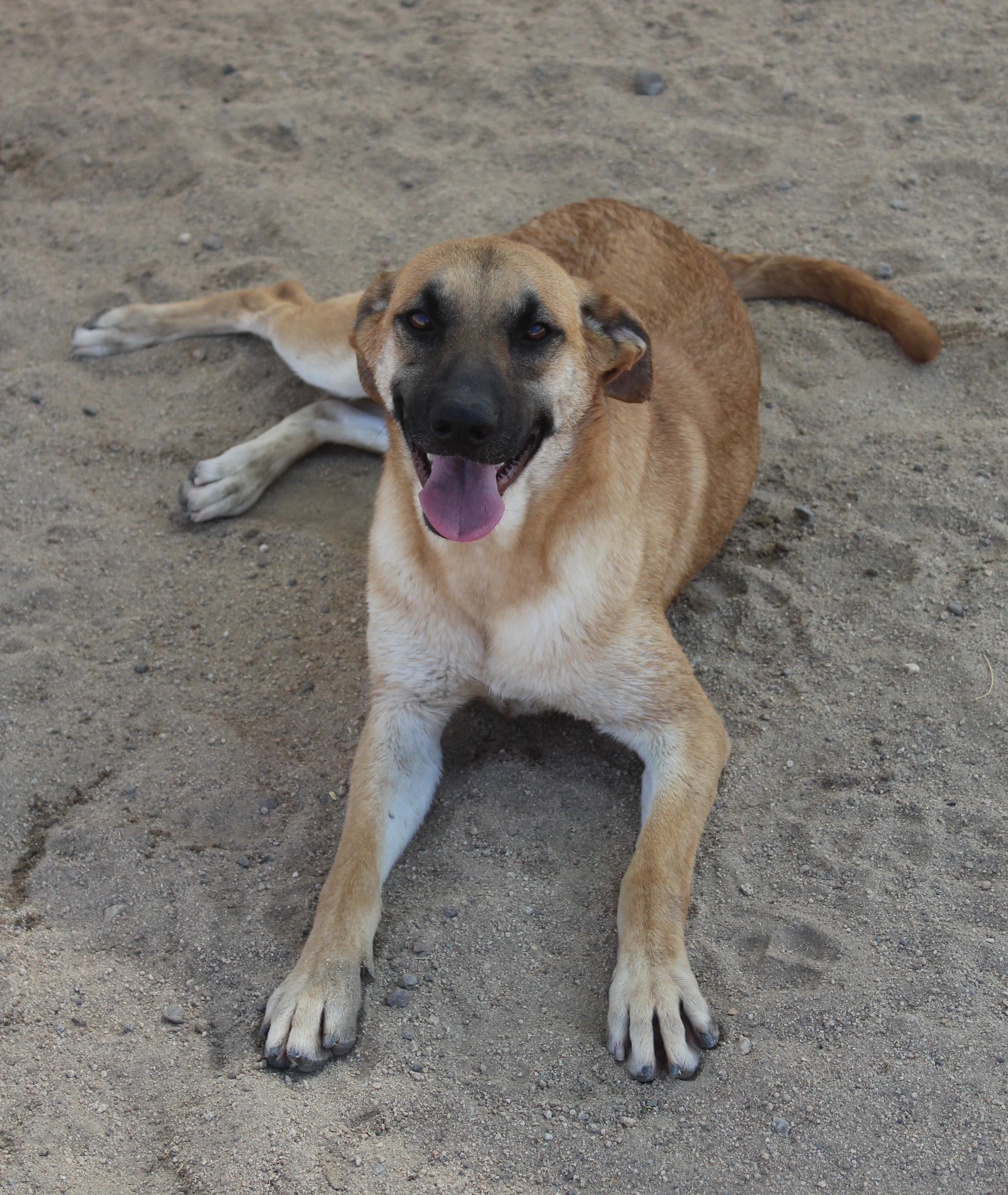 Enlarge Cassie, an adoptable mixed breed in Yucca Valley, CA image 2/6