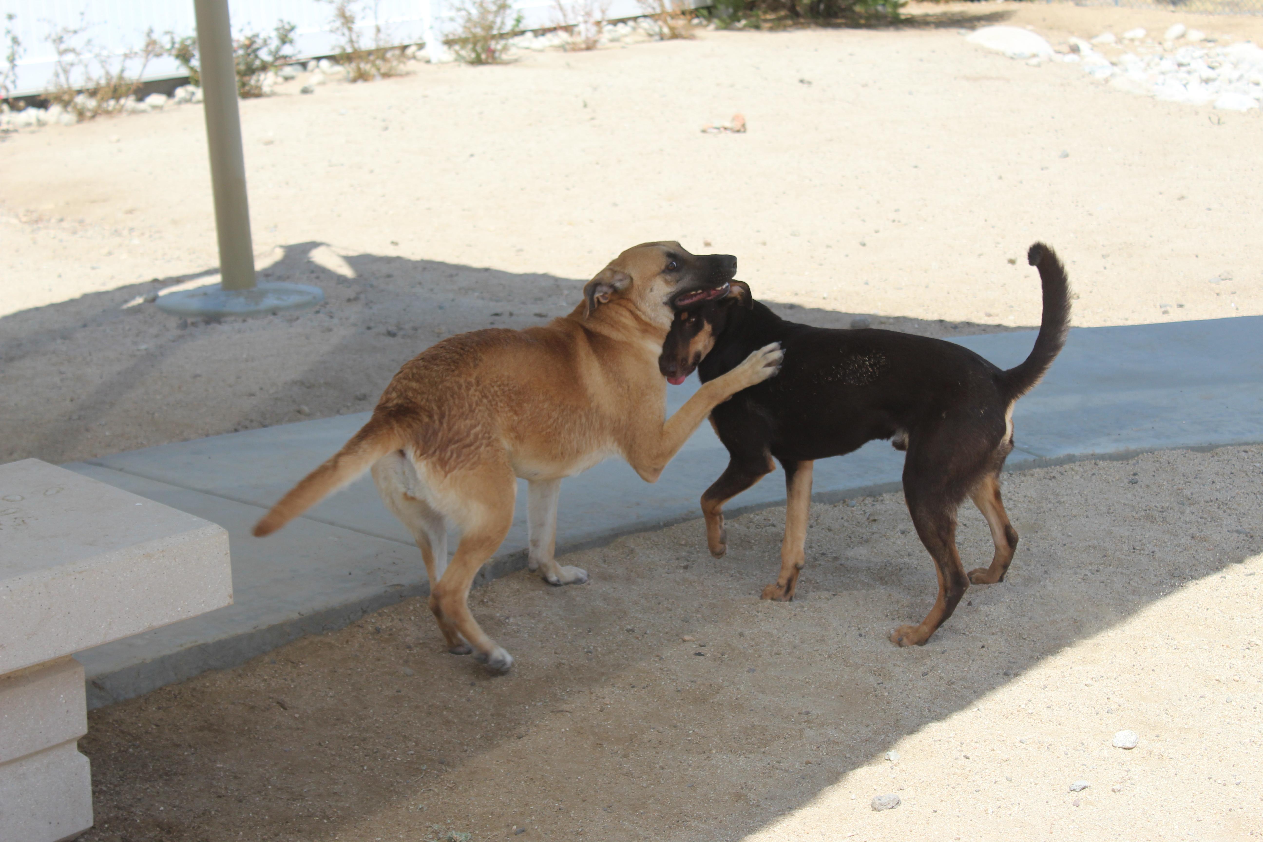 Enlarge Cassie, an adoptable mixed breed in Yucca Valley, CA image 5/6
