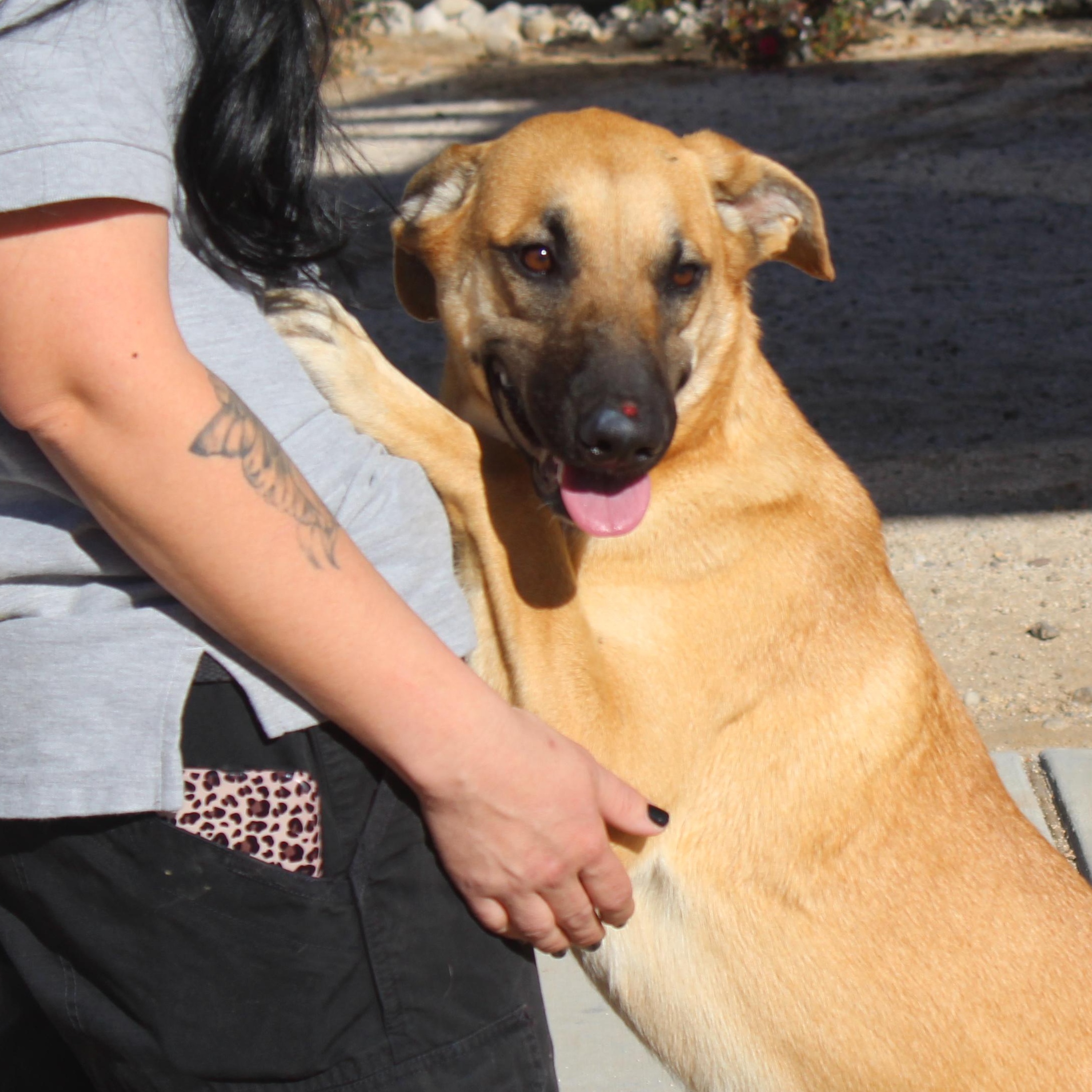Enlarge Cassie, an adoptable mixed breed in Yucca Valley, CA image 2/6