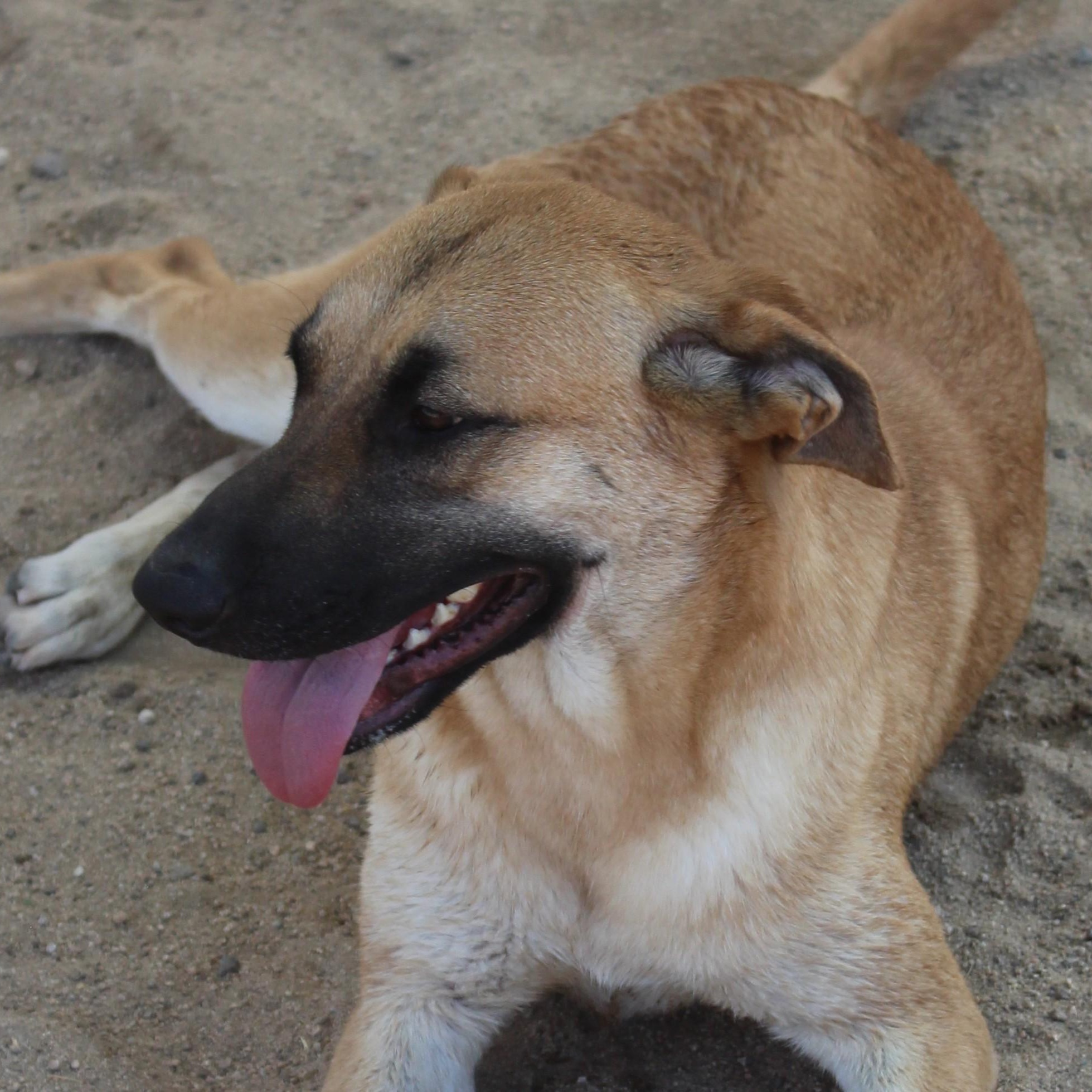 Cassie, adoptable, Adult Female Shepherd & Labrador Retriever.