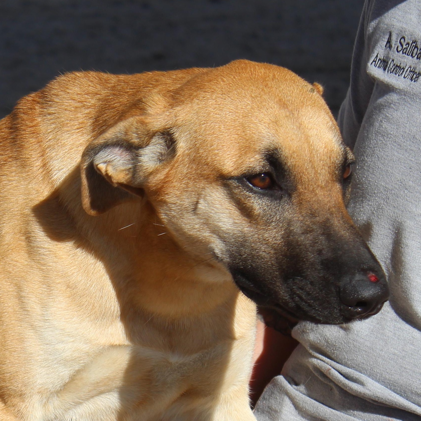 Enlarge Cassie, an adoptable mixed breed in Yucca Valley, CA image 6/6