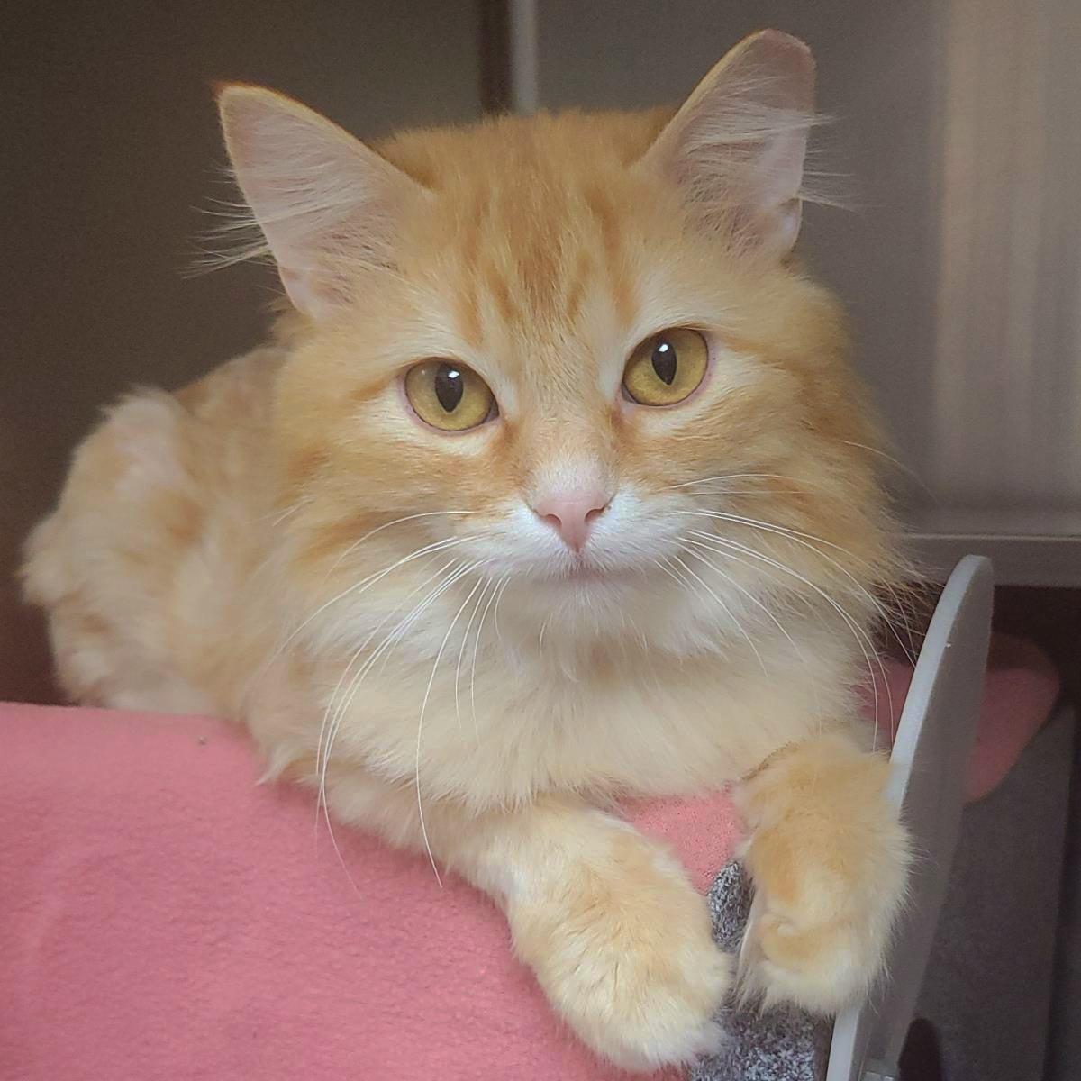 Redtail, Adoptable, Adult Male Domestic Long Hair.
