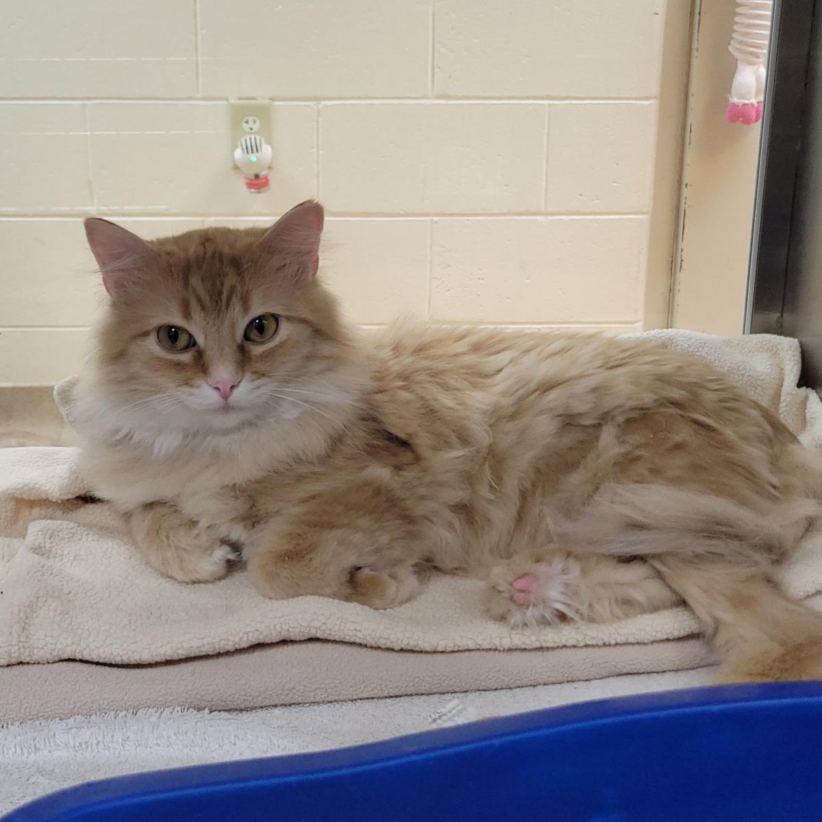 Redtail, a Adoptable Domestic Long Hair in Plover, WI image 2/3