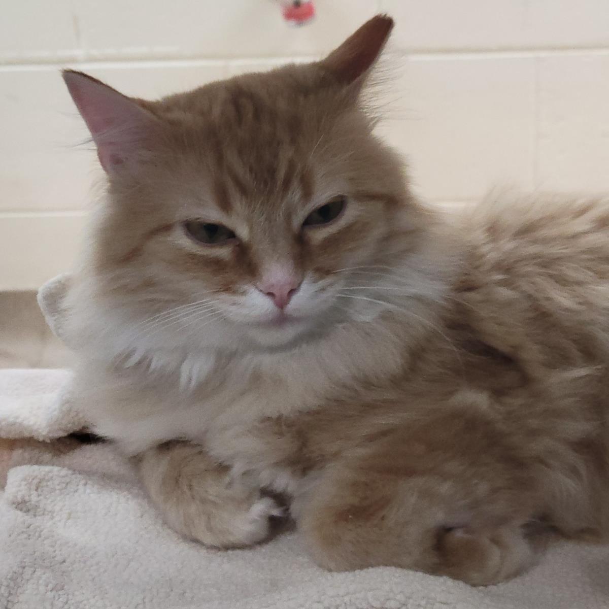 Redtail, a Adoptable Domestic Long Hair in Plover, WI image 3/3