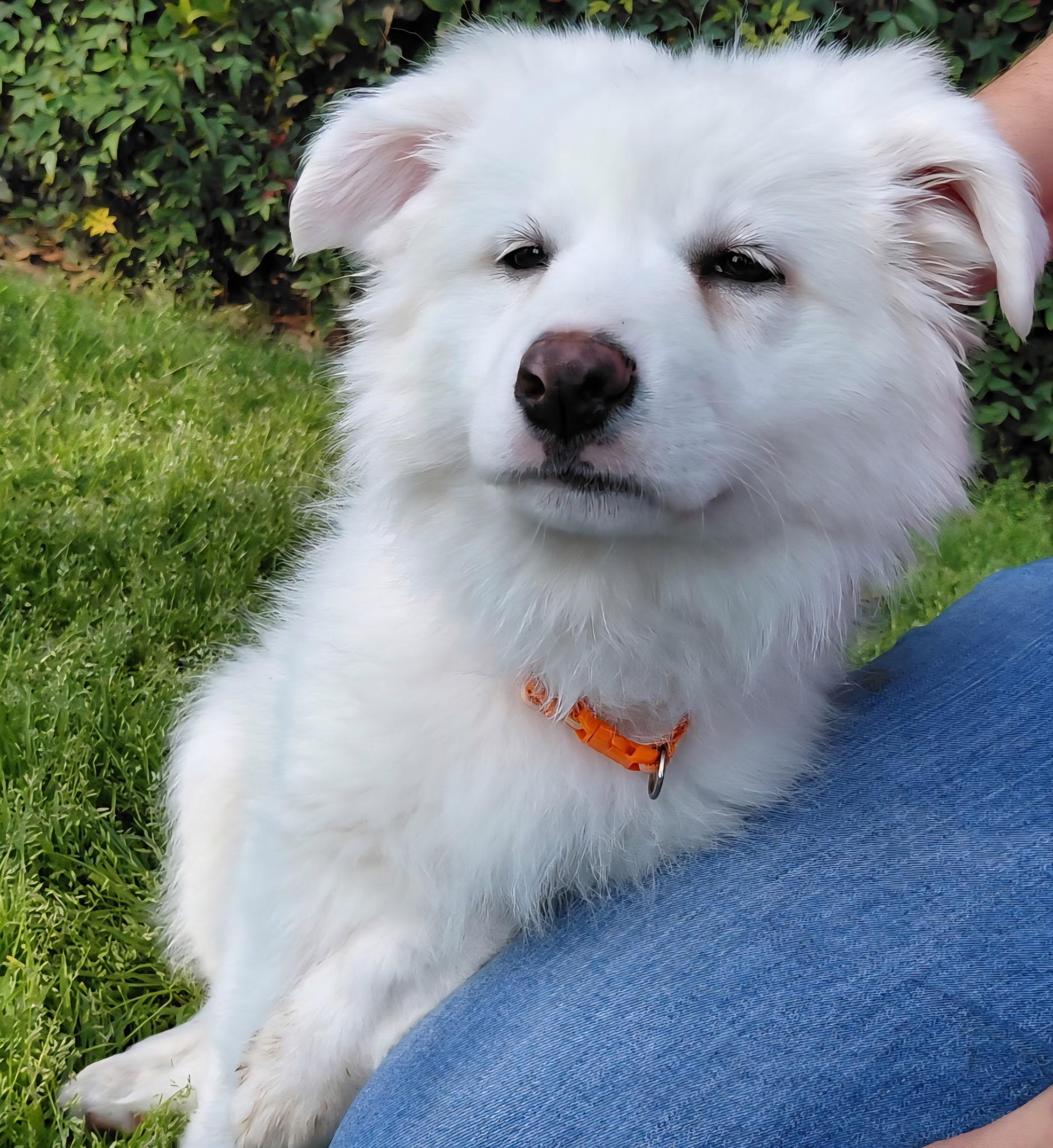 Sherbert, ADOPTABLE, Puppy Female Great Pyrenees.