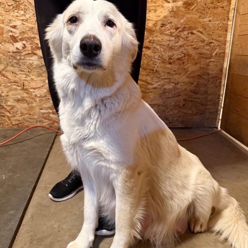 Enlarge Sherbert, a ADOPTABLE mixed breed in Oakland, CA image 3/3