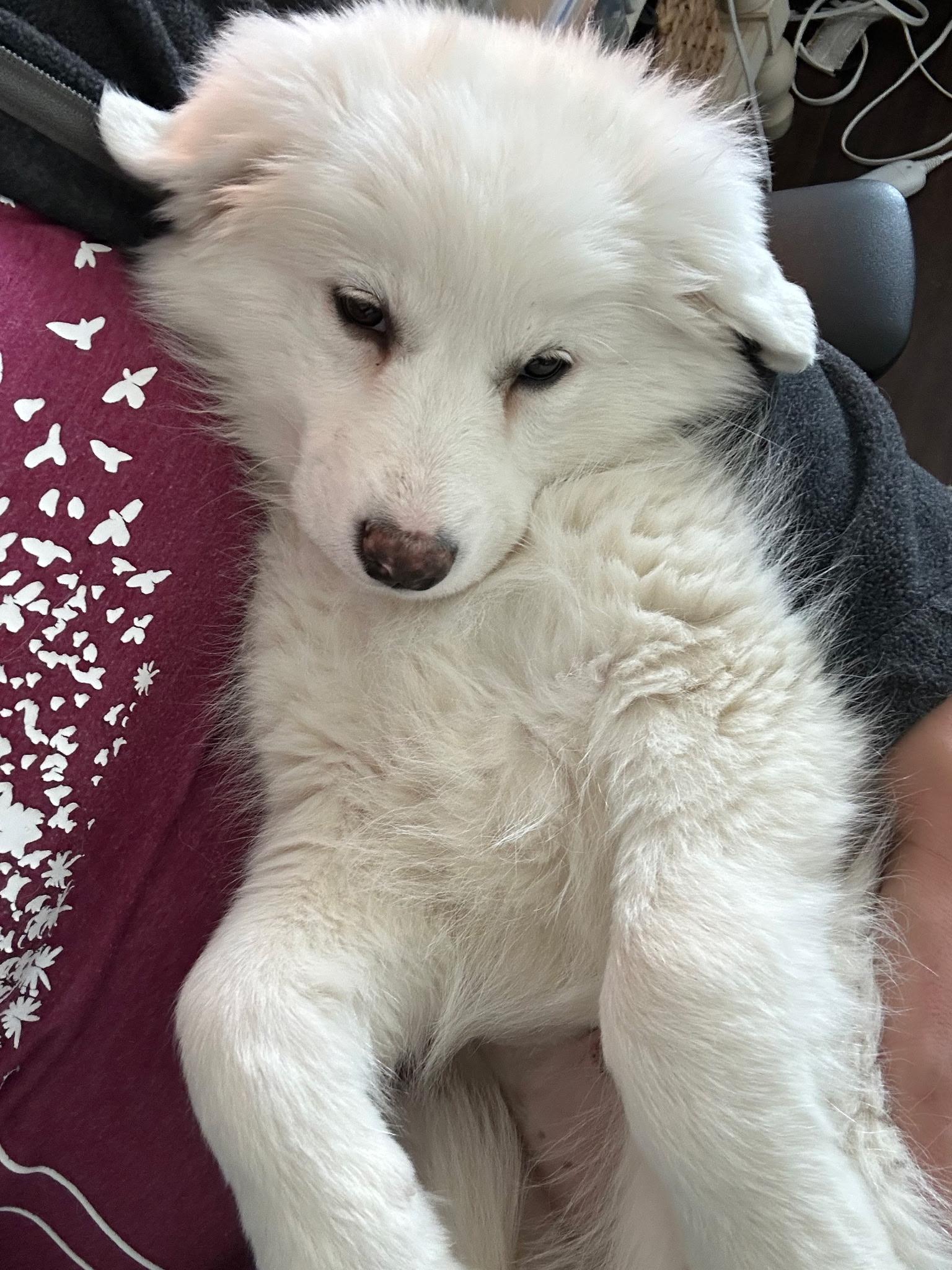 Enlarge Sherbert, a ADOPTABLE mixed breed in Oakland, CA image 2/3