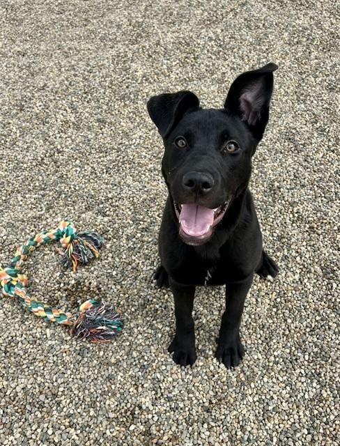RUPERT, Adoptable, Young Male Labrador Retriever & Mixed Breed.