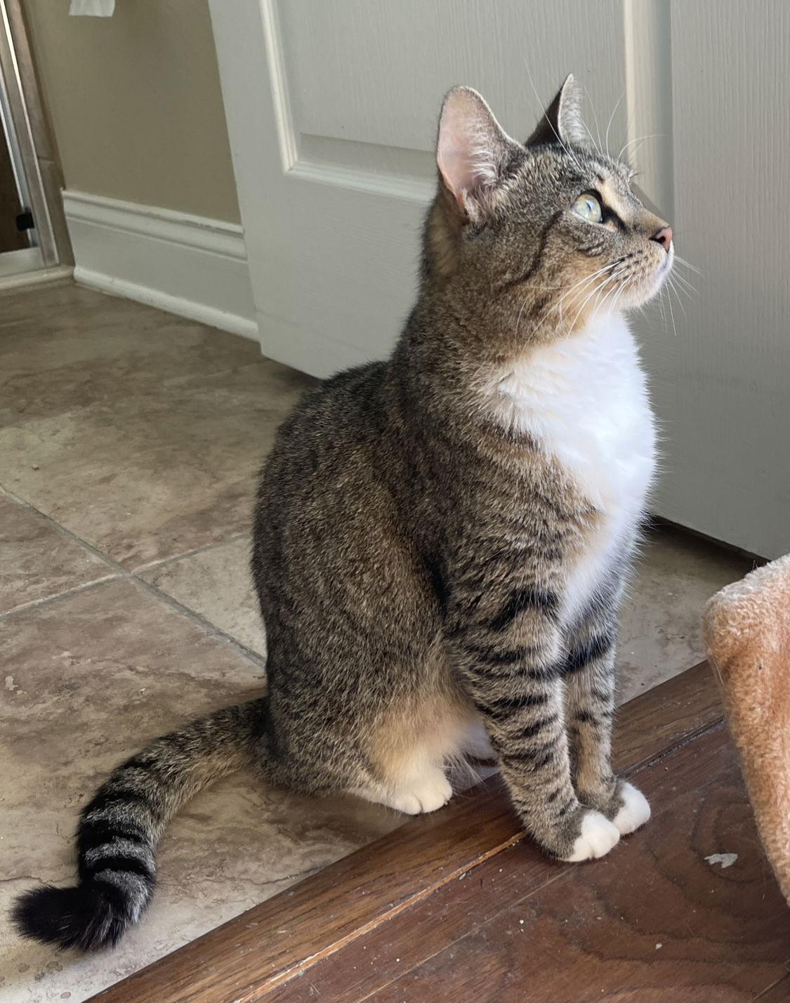 Minnie, Adopted, Adult Female Tabby.