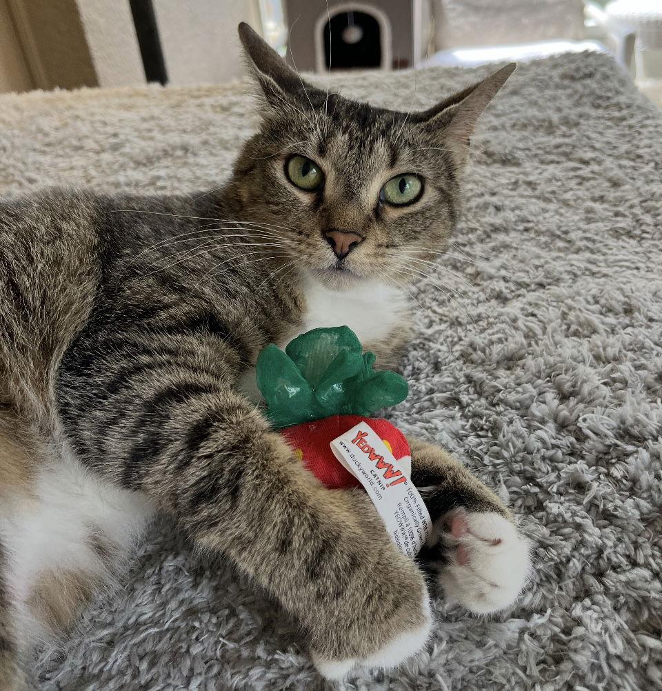 Minnie, a Adopted Tabby in Longwood, FL image 2/3