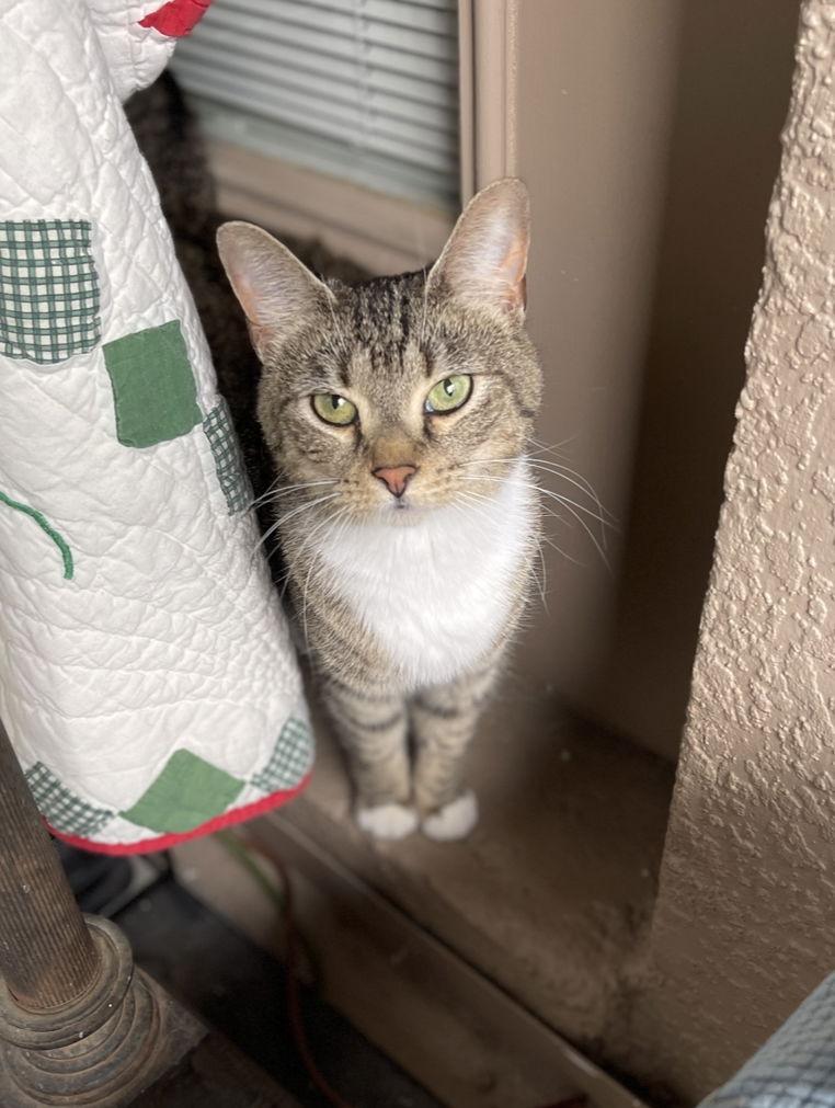 Minnie, a Adopted Tabby in Longwood, FL image 3/3