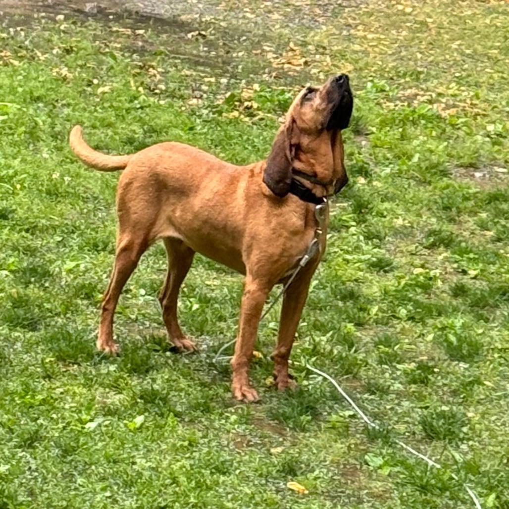 Jolene (Jo for short), Adoptable, Adult Female Bloodhound.