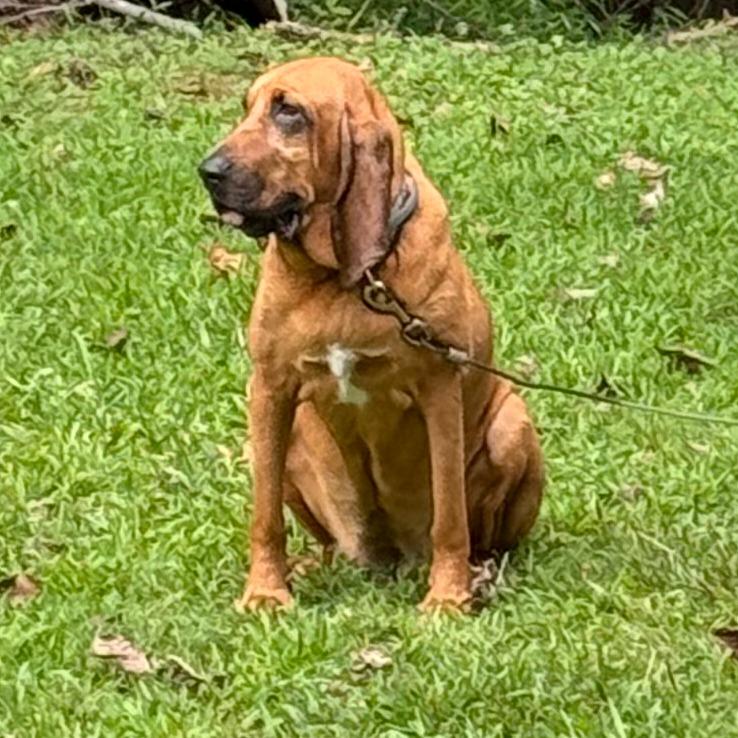 Enlarge Jolene (Jo for short), a Adoptable Bloodhound in Rossville, GA image 3/3