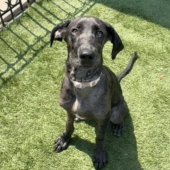 Shelby Rose, an adopted mixed breed in Racine, WI image 2/3