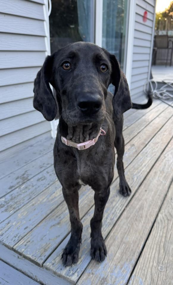Shelby Rose, adopted, Young Female Great Dane.