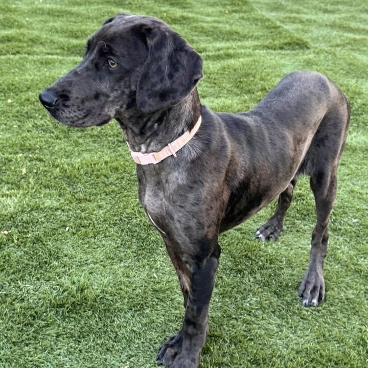 Shelby Rose, an adopted mixed breed in Racine, WI image 3/3