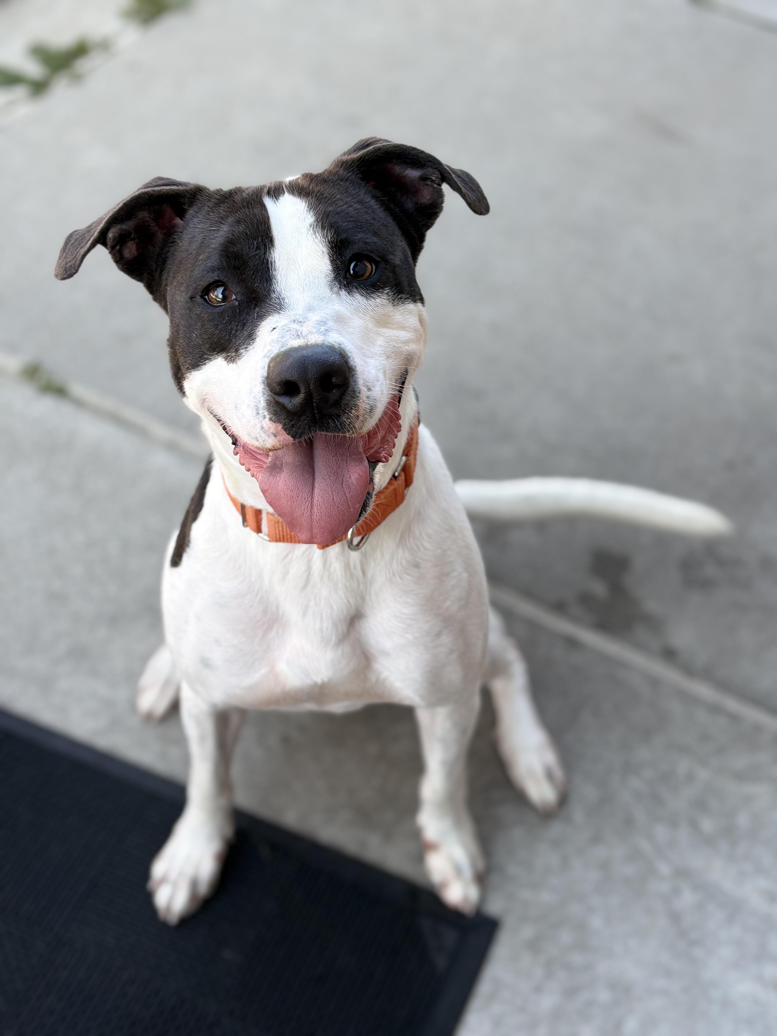 Bronco, ADOPTABLE, Adult Male Pit Bull Terrier.