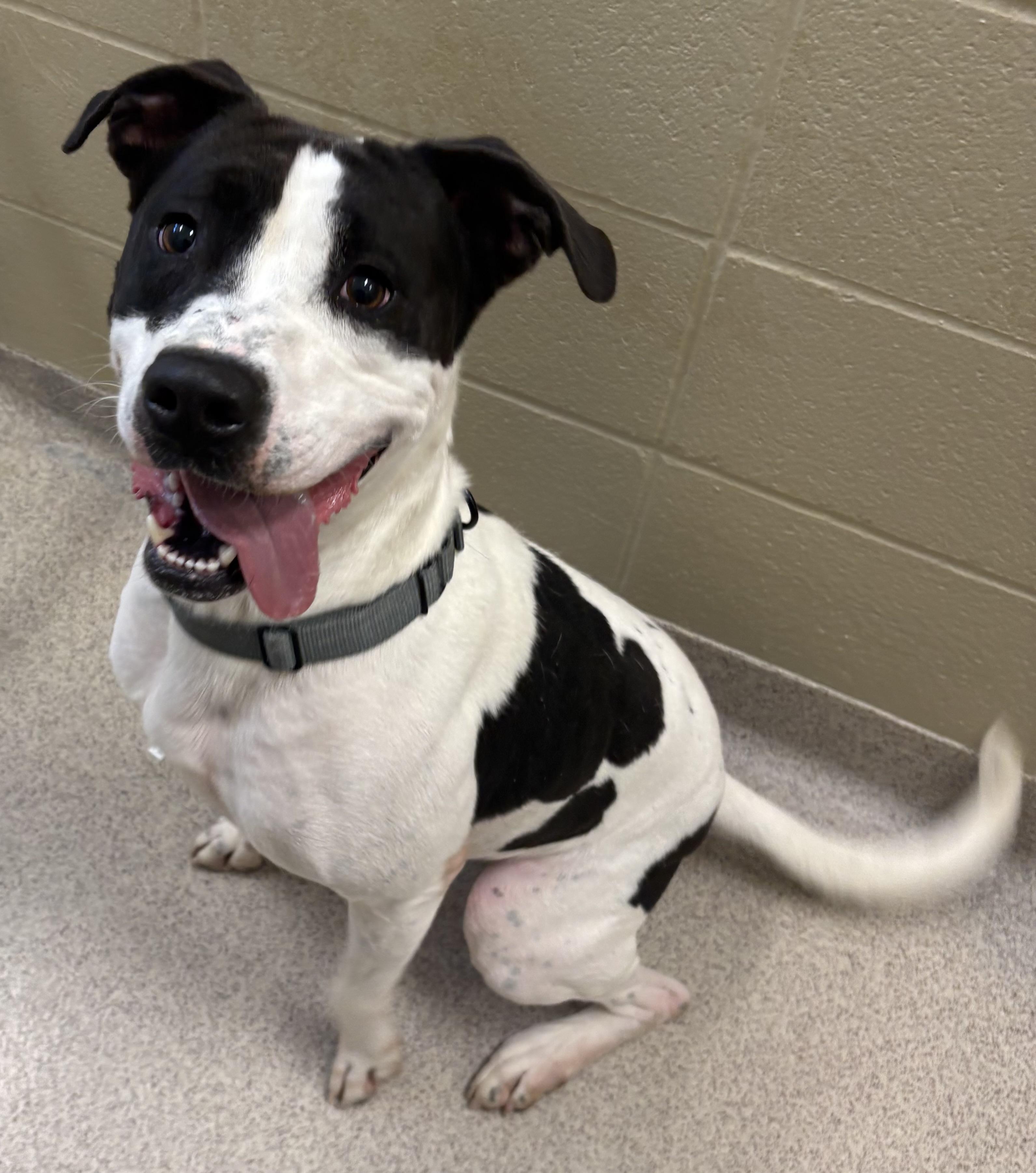 Enlarge Bronco, a ADOPTABLE mixed breed in Youngstown, OH image 2/3