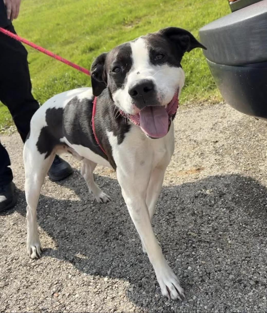 Enlarge Bronco, a ADOPTABLE mixed breed in Youngstown, OH image 3/3
