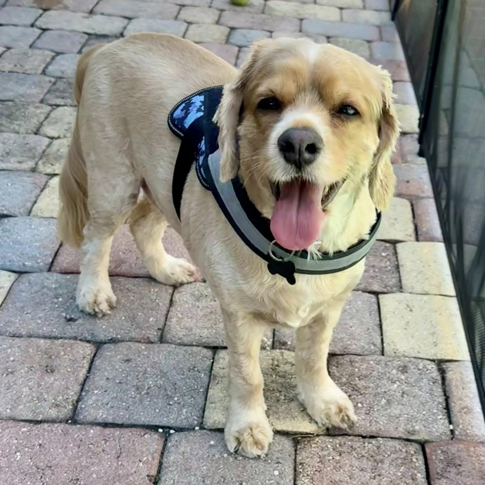 Enlarge Charlie, an adoptable Cocker Spaniel in Cape Coral, FL image 2/6