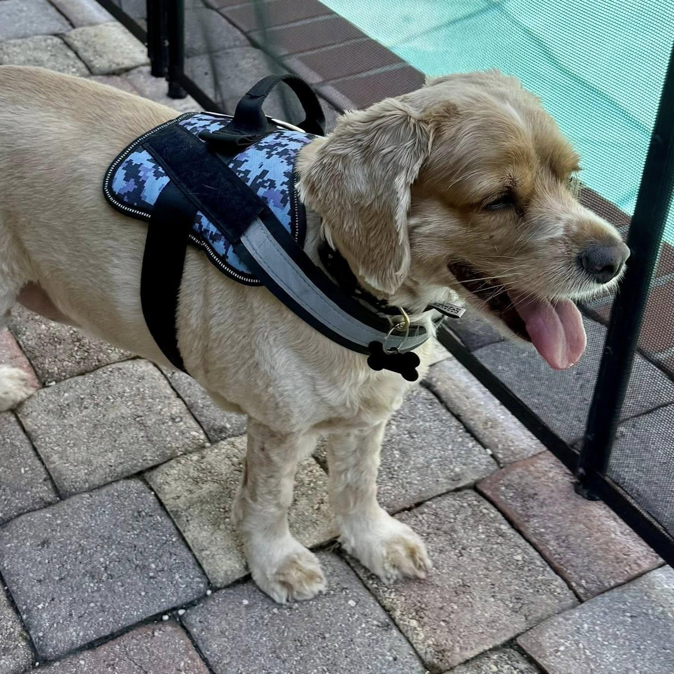 Enlarge Charlie, an adoptable Cocker Spaniel in Cape Coral, FL image 6/6