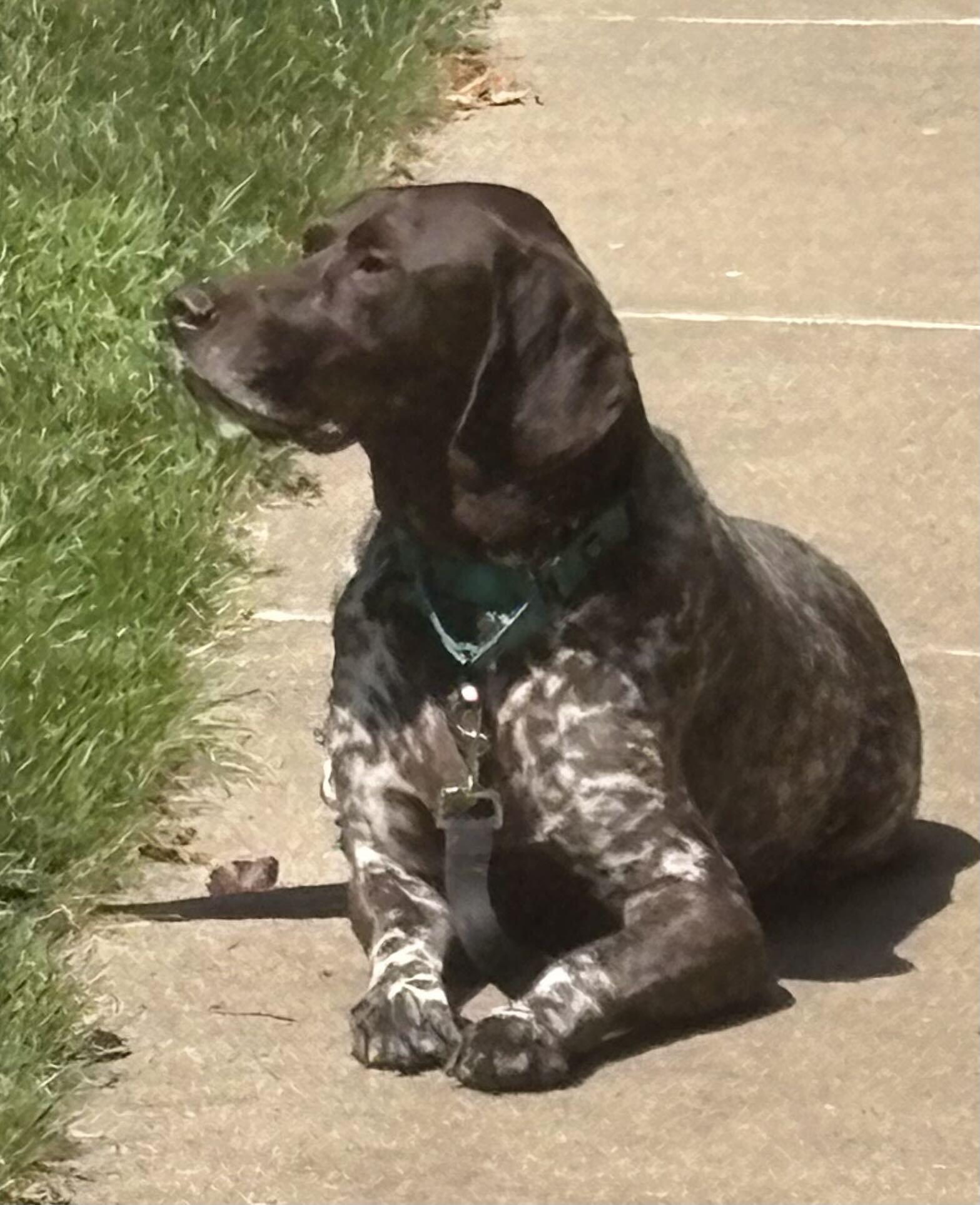 Hans - Adoption Pending!, Adoptable, Adult Male German Shorthaired Pointer.