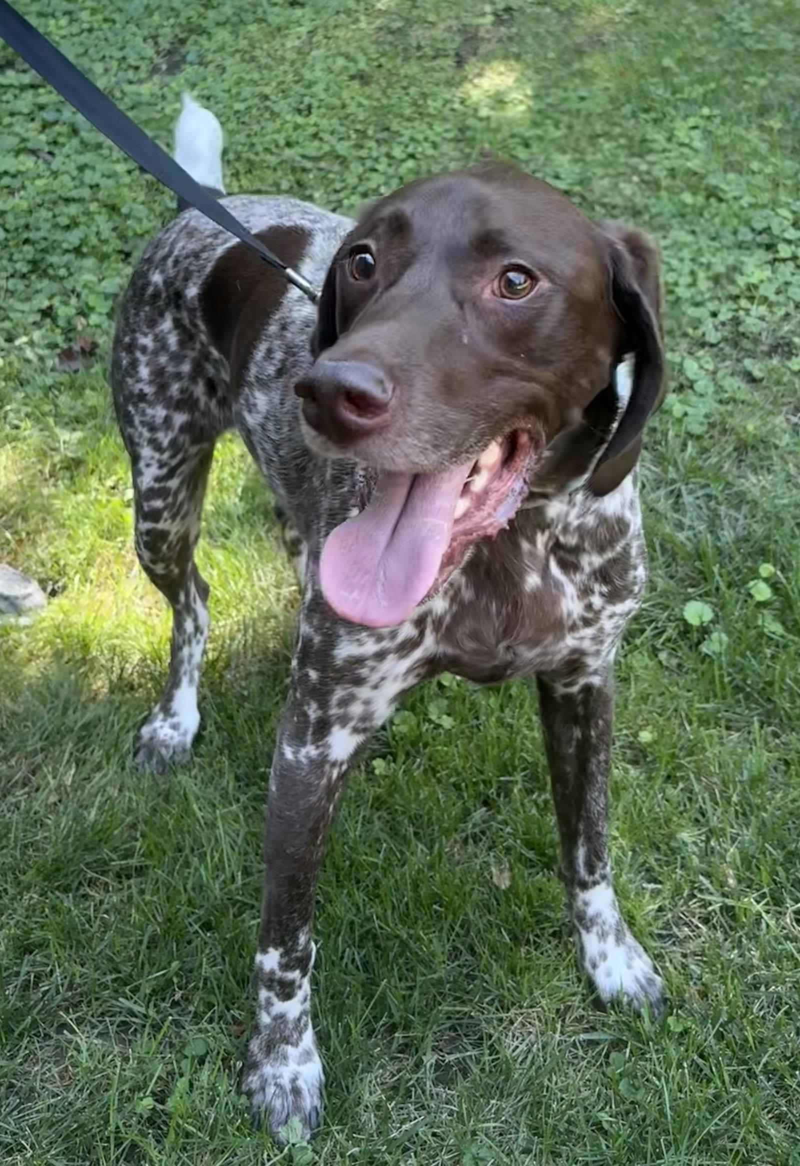 Hans - Adoption Pending!, a Adoptable German Shorthaired Pointer in Omaha, NE image 2/3