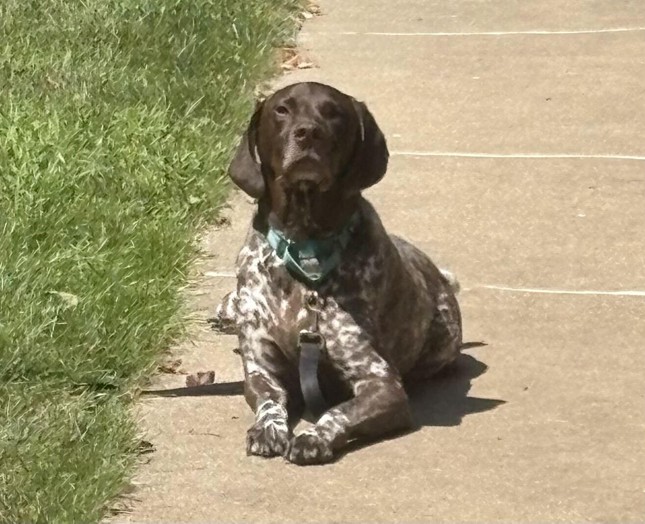 Hans - Adoption Pending!, a Adoptable German Shorthaired Pointer in Omaha, NE image 3/3