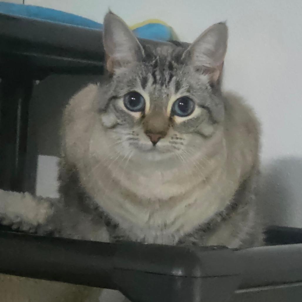 Precious(FKA Juliet), Adoptable, Adult Female Domestic Short Hair & Siamese.