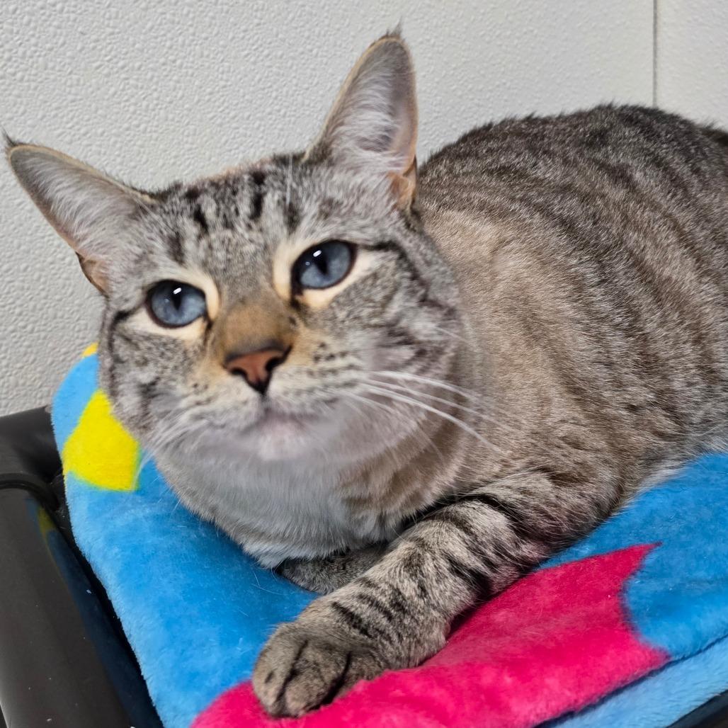 Enlarge Precious(FKA Juliet), a Adoptable mixed breed in Marble, NC image 3/3