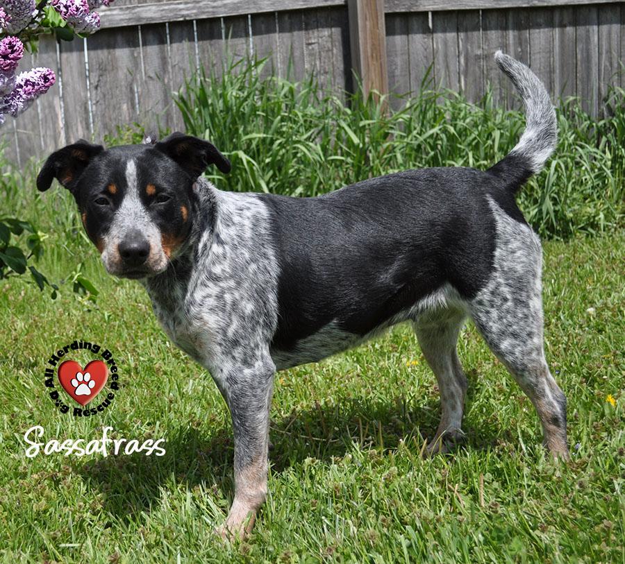 Sassafras, a ADOPTABLE Australian Cattle Dog / Blue Heeler in Joliet, IL image 4/4