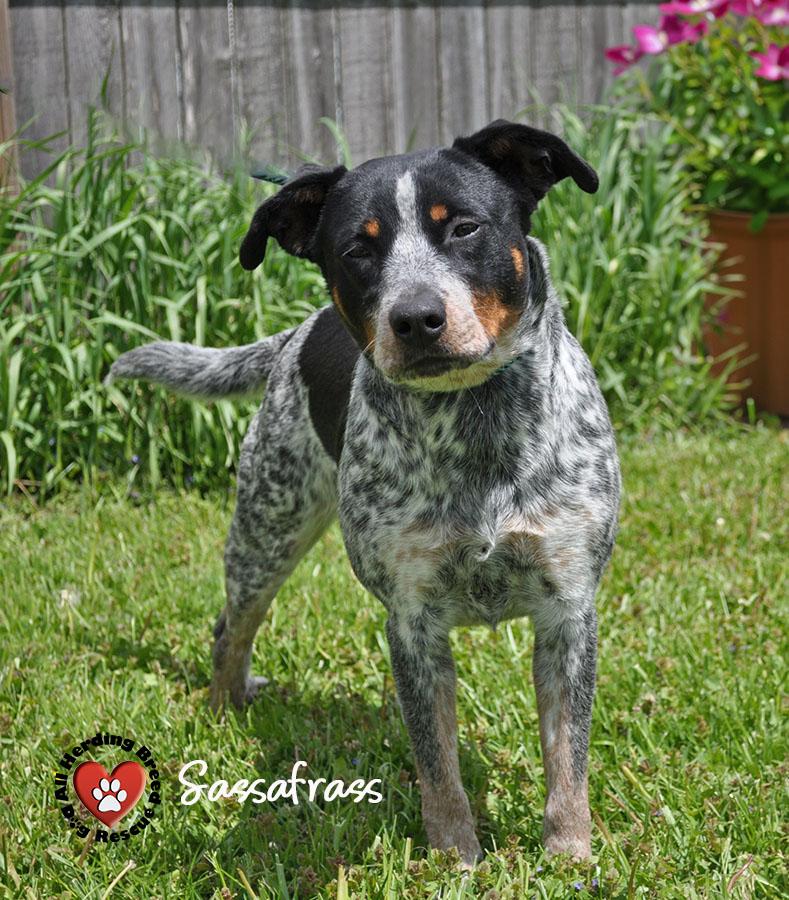 Sassafras, a ADOPTABLE Australian Cattle Dog / Blue Heeler in Joliet, IL image 3/4