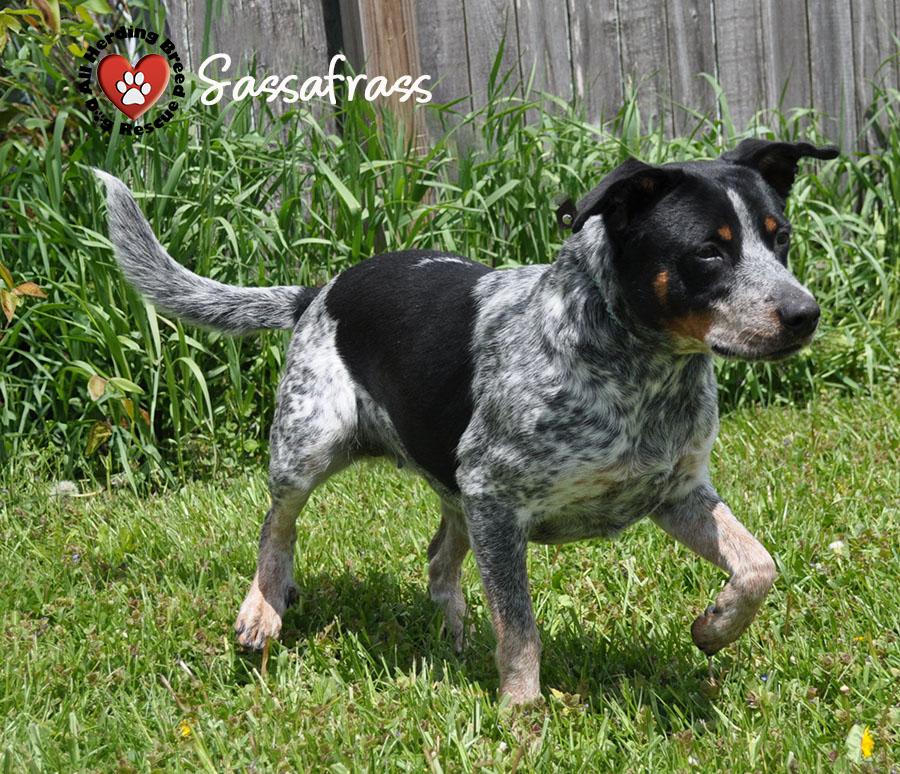 Sassafras, a ADOPTABLE Australian Cattle Dog / Blue Heeler in Joliet, IL image 2/4