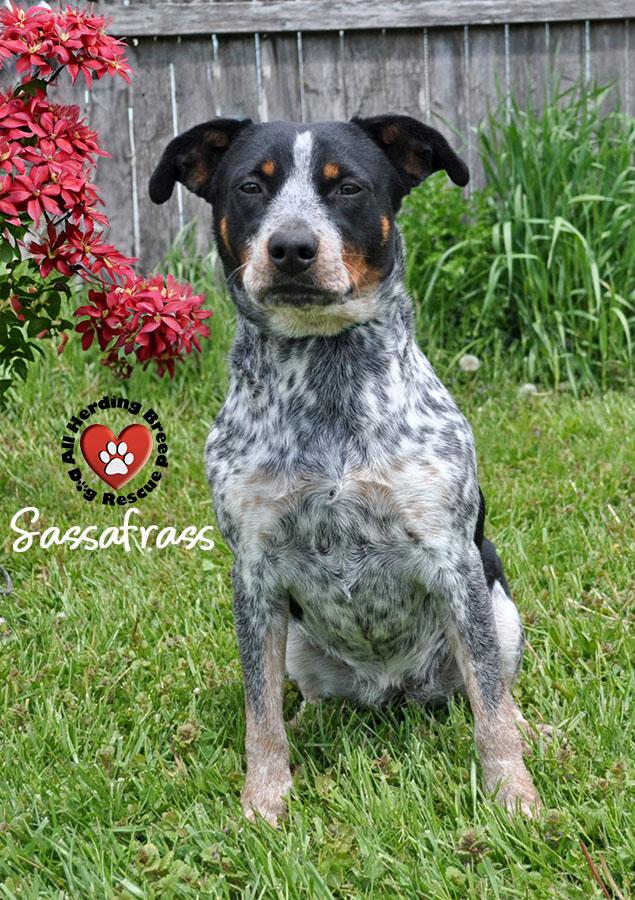 Sassafras, ADOPTABLE, Young Female Australian Cattle Dog / Blue Heeler.